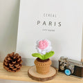 B Style White Pink Gradient Rose Potted Plant