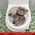 MT253025 Kitten F